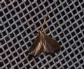Lecithocera nigrana